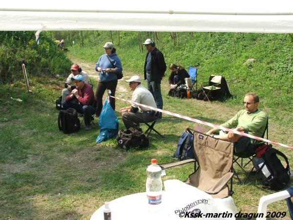 Mosquito 2009